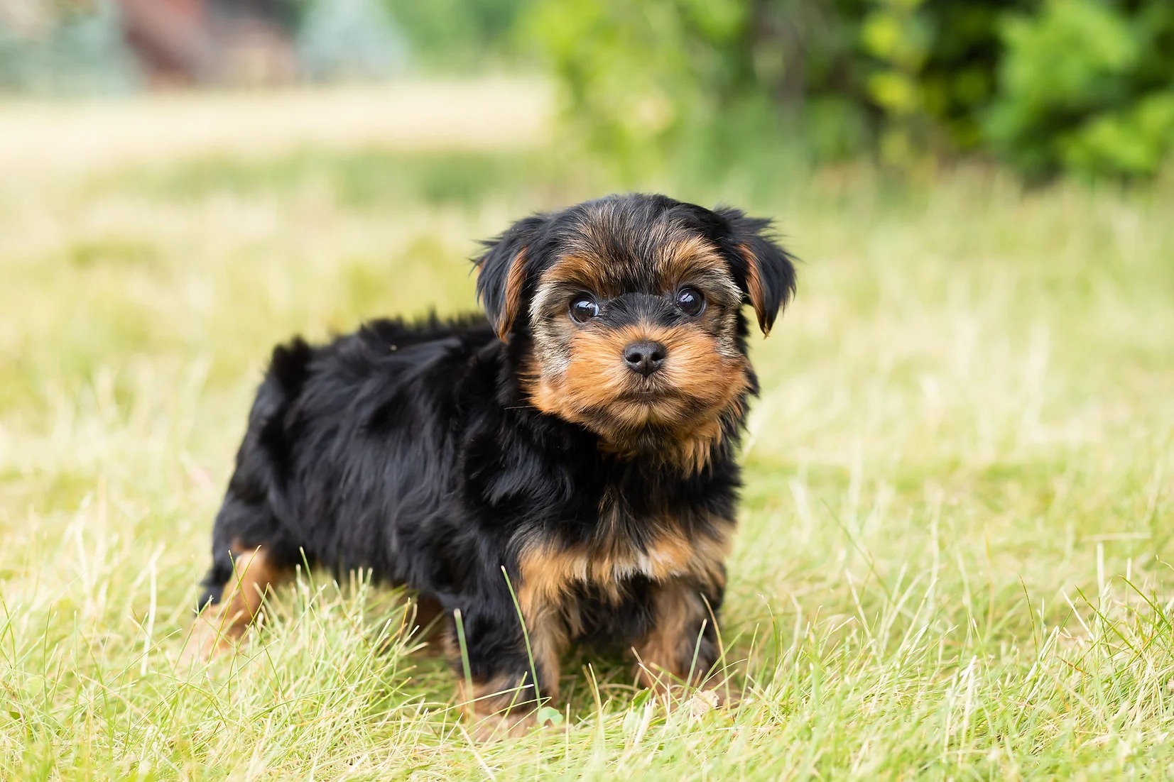 Nessie AKC Toy Yorkie Girl